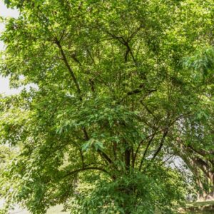 ACER, GINNALA, ACERACEAE, GIAPPONE, CHINA - 2847
