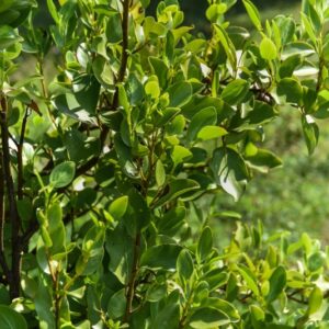 GRISELINIA, LITTORALIS, CORNACEAE, NUOVA ZELANDA - 2856
