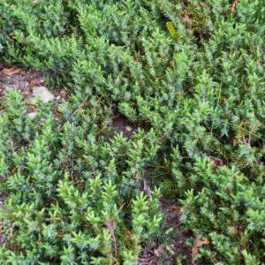 JUNIPERUS, CONFERTA, BLU PACIFIC, CUPRESSACEAE - 2860
