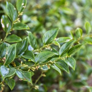 SARCOCOCCA, RUSCIFOLIA, BUXACEAE, CHINA - 2865