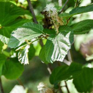 FOTHERGILLA, MAJOR, HAMAMELIDACEAE, USA - 2867