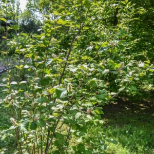 FOTHERGILLA, MAJOR, HAMAMELIDACEAE, USA - 2868