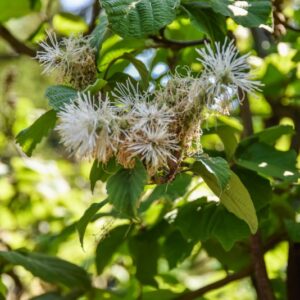 FOTHERGILLA, MAJOR, HAMAMELIDACEAE, USA - 2869