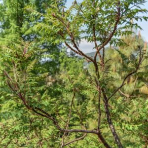 RHUS, TYPHINA, DISSECTA, ANACARDIACEAE - 2871