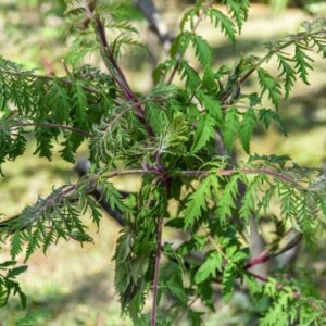 RHUS, TYPHINA, DISSECTA, ANACARDIACEAE - 2872