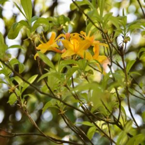 RHODODENDRON, AUSTRINUM, ERICACEAE, FLORIDA - 2876