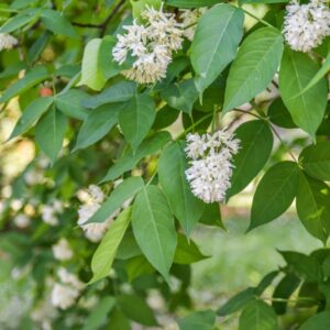 RHODODENDRON, AUSTRINUM, ERICACEAE, FLORIDA - 2877