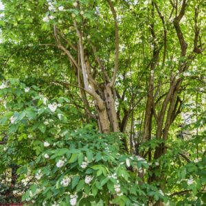 RHODODENDRON, AUSTRINUM, ERICACEAE, FLORIDA - 2878