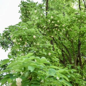 STAPHYLEA, TRIFOLIA, STAPHYLEACEAE, EST NORD AMERICA - 2880