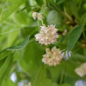 STAPHYLEA, TRIFOLIA, STAPHYLEACEAE, EST NORD AMERICA - 2881