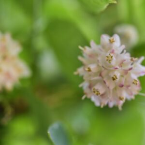 STAPHYLEA, TRIFOLIA, STAPHYLEACEAE, EST NORD AMERICA - 2882