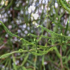 CRYPTOMERIA, JAPONICA, DACRYDIOIDES, TAXODIACEAE - 2887