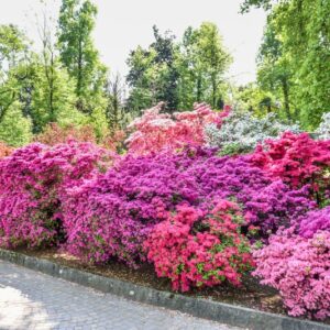 AZALEA, RHODODENDRUM, ERICACEAE