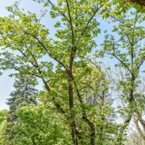 PRUNUS, SERRALATA, ROSACEAE, GIAPPONE - 2890