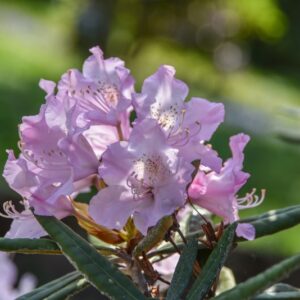 RHODODENDRON MAKINOI, ERICACEAE - 2900