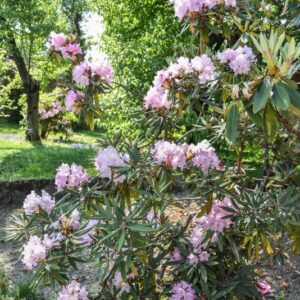 RHODODENDRON MAKINOI, ERICACEAE - 2901