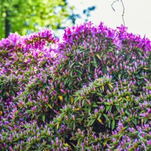 RHODODENDRON, CONTE ALESSANDRO ORSETTI, ERICACEAE - 2903