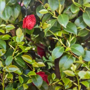 CAMELIA, JAPONICA, RUBRA MAXIMA, THEACEAE - 2908