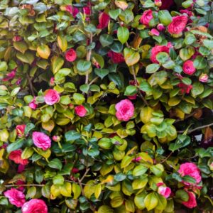 CAMELIA, JAPONICA, LA MAESTOSA, THEACEAE - 2909