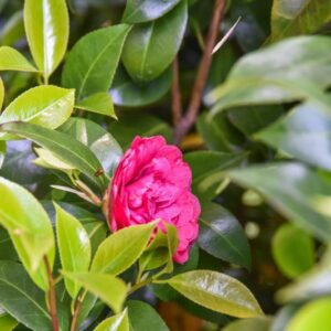 CAMELIA, JAPONICA, ROSAEFLORA, THEACEAE - 2912