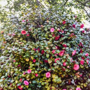 CAMELIA, JAPONICA, LA MAESTOSA, THEACEAE