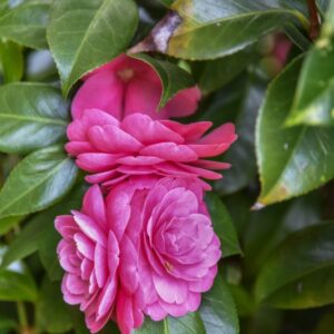 CAMELIA, JAPONICA, BELLA TOSCANA, THEACEAE - 2914
