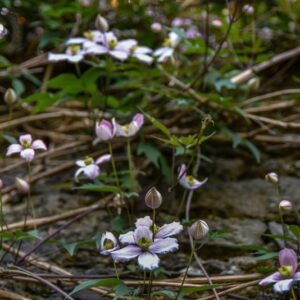 CLEMATIS, NELLY MOSER, RANUNCOLACEAE - 2916