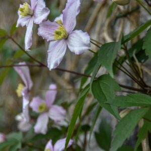 CLEMATIS, NELLY MOSER, RANUNCOLACEAE - 2917