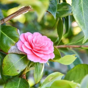 CAMELIA, JAPONICA, PAOLINA PELAS, THEACEAE - 2920