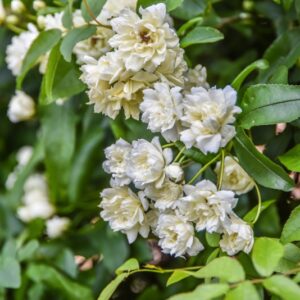 ROSA BANKSIAE, VAR LUTEA, ROSACEAE, CHINA - 2922