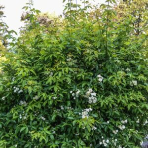 ROSA BANKSIAE, VAR LUTEA, ROSACEAE, CHINA - 2923