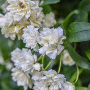 ROSA BANKSIAE, VAR LUTEA, ROSACEAE, CHINA - 2924