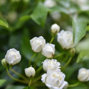 ROSA BANKSIAE, VAR LUTEA, ROSACEAE, CHINA - 2925