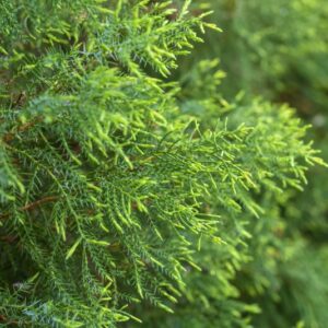JUNIPERUS, CHINENSIS, VAR PHITZERIANA AUREA, CUPRESSACEAE - 2927