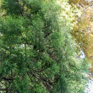 JUNIPERUS, CHINENSIS, VAR PHITZERIANA AUREA, CUPRESSACEAE - 2928