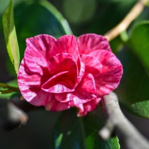 CAMELIA, JAPONICA, ROMA RISORTA, THEACEAE - 2930