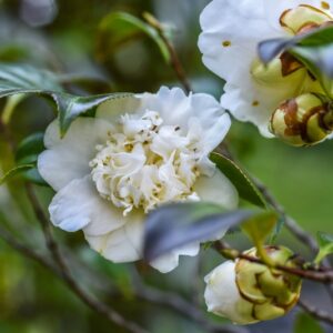 CAMELIA, JAPONICA, VAR MONS BAUGAN, THEACEAE - 2932