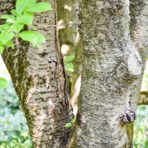 PRUNUS, CONRADINE, ROSACEAE, CHINA - 2941