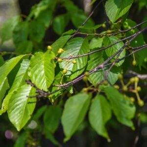 PRUNUS, CONRADINE, ROSACEAE, CHINA - 2942