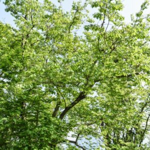 PRUNUS, CONRADINE, ROSACEAE, CHINA - 2943