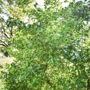 ABELIA MOSANENSIS, CAPRIFOLIACEAE, COREA - 2948