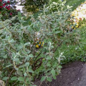 PHLOMIS, FRUCTICOSA, LABIATEAE, REGIONI MEDITERRANEE - 2951