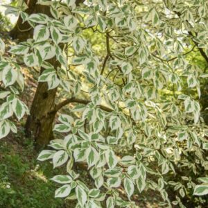 CORNUS CONTROVERSA VARIEGATA, CORNACEAE - 2954