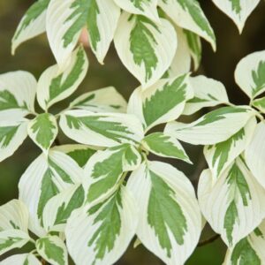 CORNUS CONTROVERSA VARIEGATA, CORNACEAE - 2955