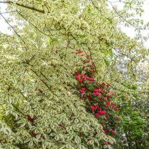 CORNUS CONTROVERSA VARIEGATA, CORNACEAE - 2956