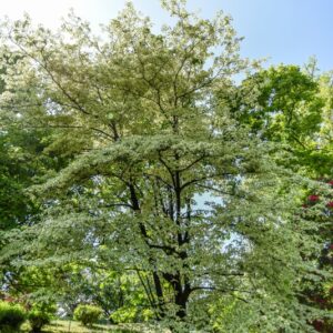 CORNUS CONTROVERSA VARIEGATA, CORNACEAE - 2953
