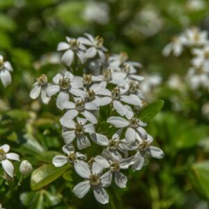 CHOISYA TERNATA, RUTACEAE, MESSICO - 2958