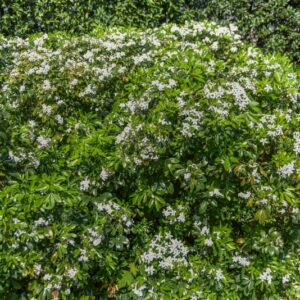 CHOISYA TERNATA, RUTACEAE, MESSICO - 2959