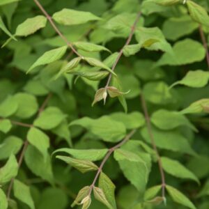 KOLKWITZIA, AMABILIS, CAPRIFOLIACEAE, CHINA - 2963