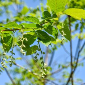 PTEROSTYRAX, HISPIDA, STYRACEAE, CHINA, GIAPPONE - 2965